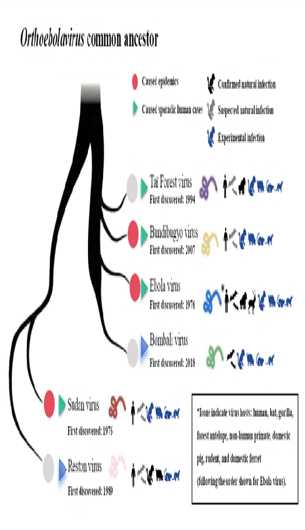 埃博拉病毒1.png